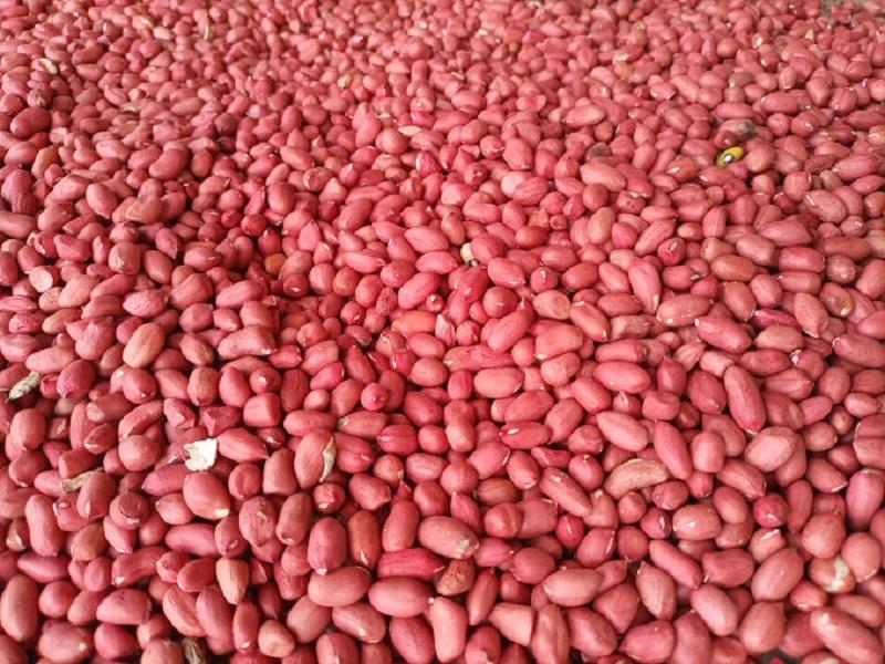 Shelled Groundnuts, sourced from Uganda