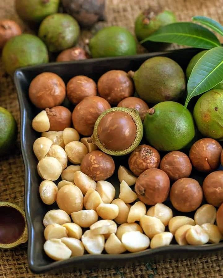 Macadamia Nuts