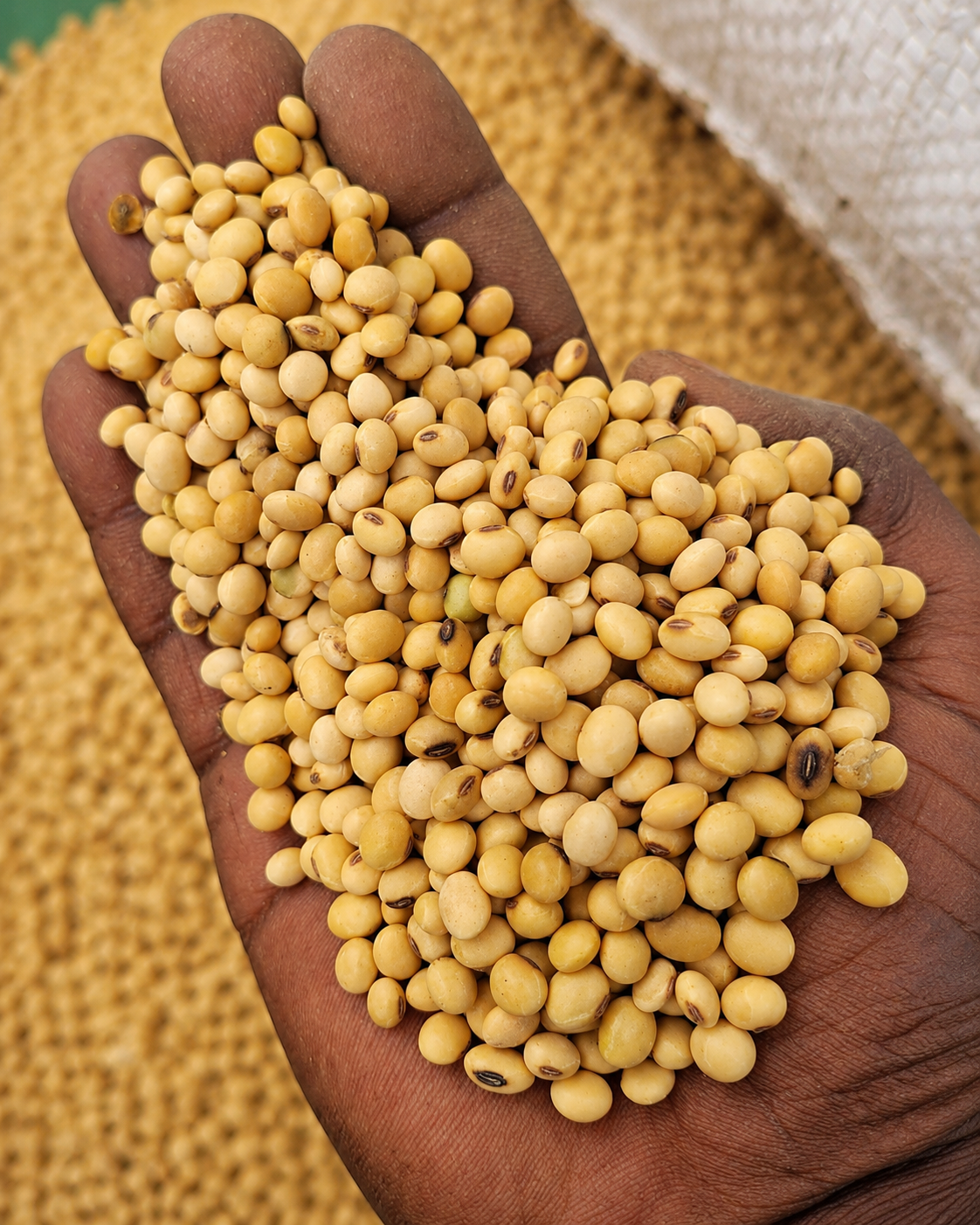 Soybeans, sourced from Uganda